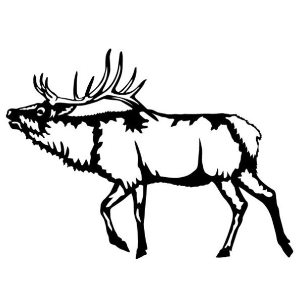 Elk 1