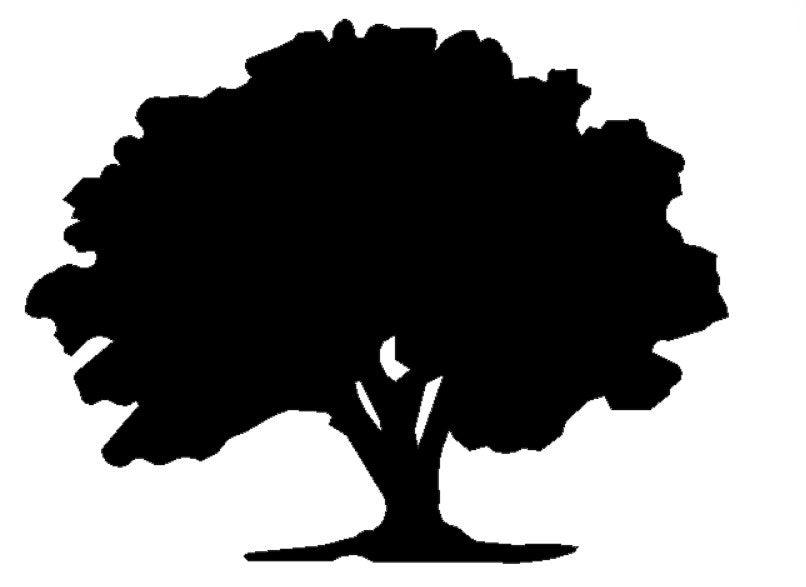 PECAN TREE 1