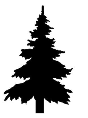 PINE TREE 1