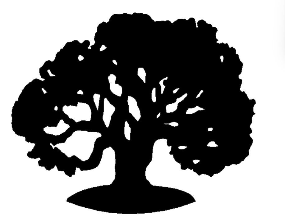 PECAN TREE 2